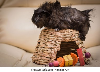 Abyssinian Guinea Pig