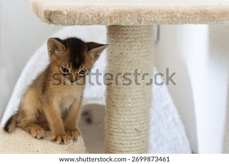Abyssinian Kitten on the Scratching Post