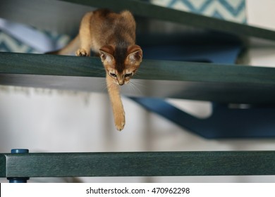 Abyssinian Kitten Playing On Stairs