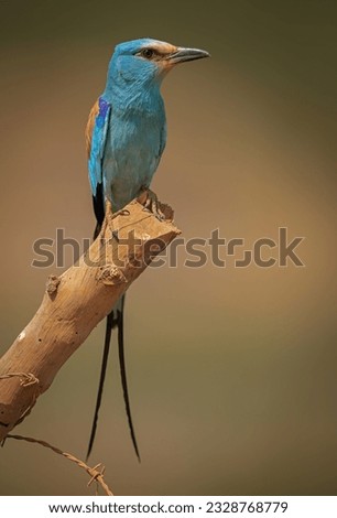 Similar – European Roller