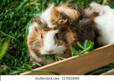 508 Abyssinian guinea pig Images, Stock Photos & Vectors | Shutterstock