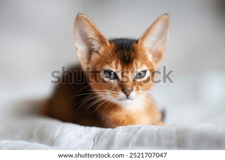 Abyssinian ruddy cat with blinking eyes lying on a bed. Beautiful two month old kitten with big ears. Close up portrait. Selective focus.