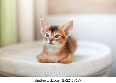 Abyssinian ruddy cat lying on soft beige bed. Beautiful two month old kitten with big ears. Image for websites about cats. Selective focus. - Powered by Shutterstock