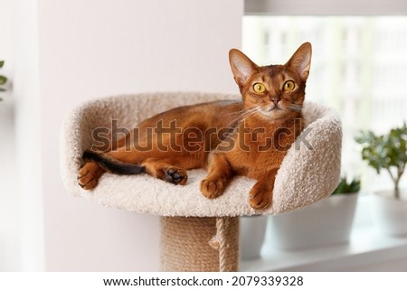 Abyssinian young cat lies at tower. Beautiful purebred short haired kitten Imagine de stoc © 
