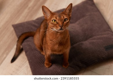 Abyssinian young cat sitting on the pillow. Beautiful purebred short haired pet - Powered by Shutterstock