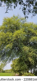 Acacia Arabica Tree Full Of Flowers