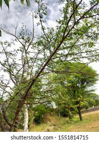 Acacia Arabica Tree Which Is Found Throughout The Dry And Sandy Part Of India. 