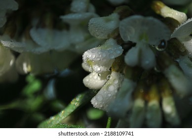 Acacia. Blooming acacia. Acacia tree. Acacia flowers. Raindrops on flowers. Raindrops on leaves. Sunlight on raindrops. 
