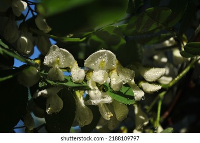 Acacia. Blooming acacia. Acacia tree. Acacia flowers. Raindrops on flowers. Raindrops on leaves. Sunlight on raindrops. 
