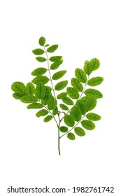 Acacia branch with leaves isolated on white background. Robinia pseudoacacia twig.