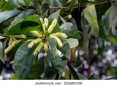 Acacia crassicarpa flowers and green leaves, selected focus