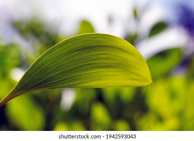 An Acacia crassicarpa young green leaf with blurred background