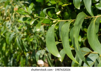 Acacia crassicarpa young green leaves, selected focus.
