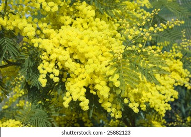 Acacia Dealbata