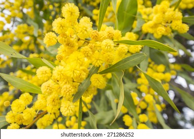 Acacia Dealbata Flower (silver Wattle, Blue Wattle Or Mimosa)