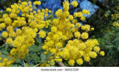 Acacia Dealbata (mimosa) , Tree