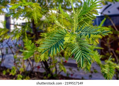 Acacia Dealbata, The Silver Wattle