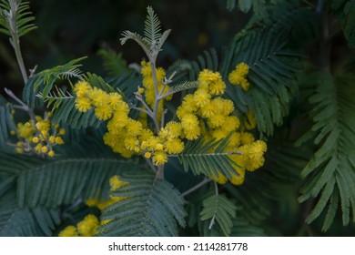 1,568 Silver Leaf Acacia Images, Stock Photos & Vectors | Shutterstock