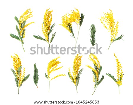Acacia dealbata, silver wattle or mimosa close-up isoated on white background. Spring yellow mimosa flowers. Collection flowers spring, set  mimosa, 8 March, Easter