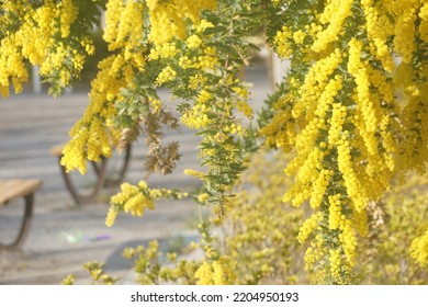 Acacia Dealbata With Yellow Flowers