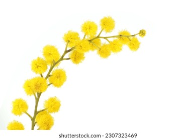 Acacia dealbata yellow fluffy balls in close-up over white background. Mimosa (silver wattle) branch