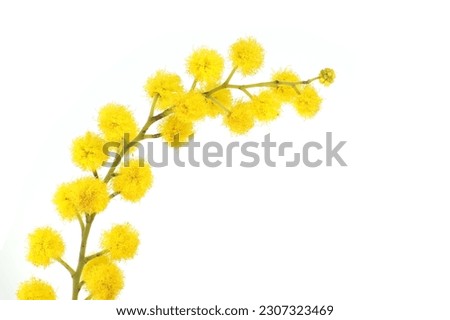 Acacia dealbata yellow fluffy balls in close-up over white background. Mimosa (silver wattle) branch