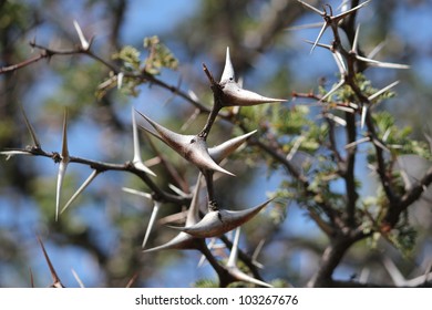 Acacia Erioloba - Camel Thorn Tree