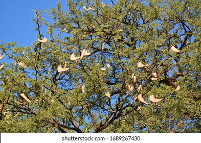 Acacia Erioloba With Pods In Botswana