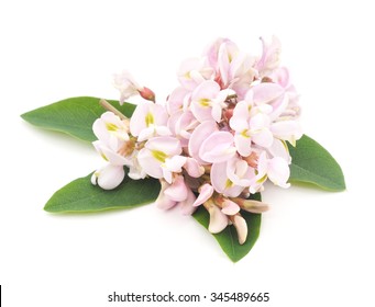 Acacia Flower Isolated On A White Background.