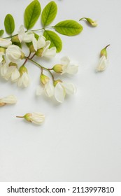 Acacia Flowers On White Blue Table. Tender Spring Flowers