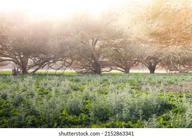 Acacia Forest In Musandam, Oman