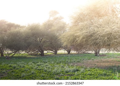 Acacia Forest In Musandam, Oman