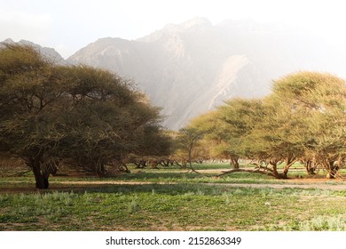 Acacia Forest In Musandam, Oman