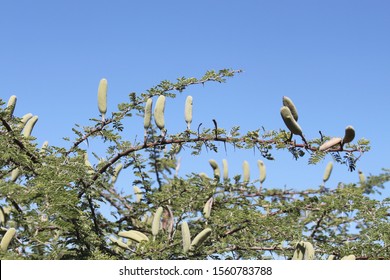 Acacia fruit tree Africa Okavango