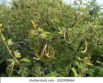 443 Karoo Thorn Images, Stock Photos & Vectors | Shutterstock