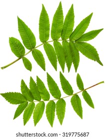 Acacia Leaf Isolated On White Background