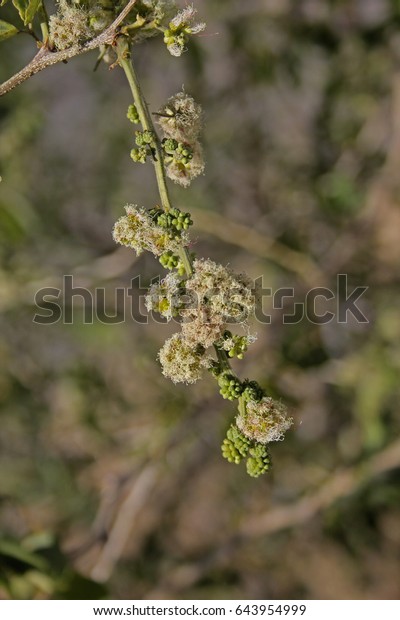 Acacia Leucophloea Images Stock Photos Vectors Shutterstock