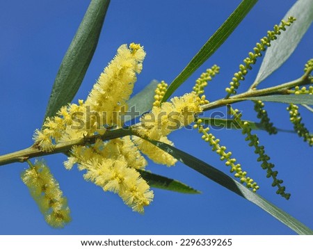 Acacia longifolia or Mimosa, branch with yellow brush like inflorescences and green narrow leaves, blue sky background. Golden Wattle is flowering plant in the subfamily Mimosoideae, family Fabaceae.