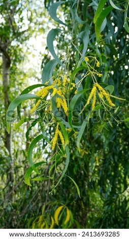 acacia mangium, flowers from the acacia tree, acacia auriculiformis

