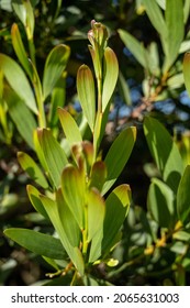 Acacia Melanoxylon Or Acacia Penninervis, Dark Green, Narrow Leaves And Small, Ball-like, Yellowish White Flowers. Wild Blackwood Or Wattle Is Flowering Plant In The Pea Family Fabaceae, Mimosoideae.