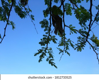 Acacia Nilotica Leaves In The Morning