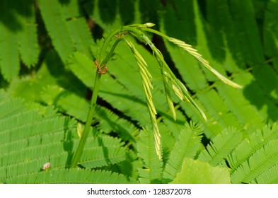 Acacia Pennata (L.) Willd.Subsp.InsuavisNielsen and ant