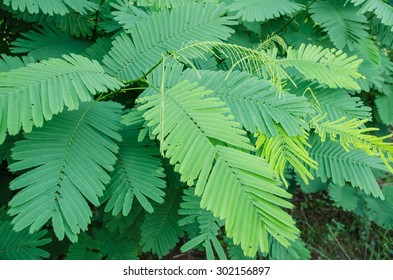 Acacia Pennata Leavesacacia Pennata Tree Stock Photo 302156897 ...