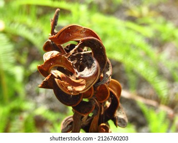 Acacia Plant Flower On Green Fern Background Close Up Shot