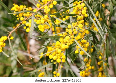 Acacia saligna, commonly known as coojong, golden wreath wattle, orange wattle, blue-leafed wattle, Western Australian golden wattle. Spring flowering tree. Macro shoot in nature