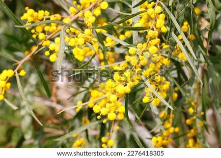Acacia saligna, commonly known as coojong, golden wreath wattle, orange wattle, blue-leafed wattle, Western Australian golden wattle. Spring flowering tree. Macro shoot in nature
