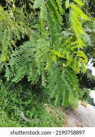 Acacia In Secondary Forest With A Roadside View.  