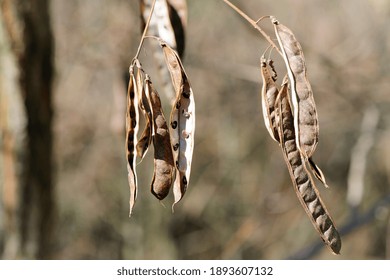 Acacia Seeds. Natural Autumn Background, White Acacia. Acacia Albida Seeds, Pod On A Tree, Fruits, Seeds, Close-up. Autumn Or Spring Background, Place For Text