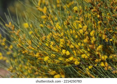 Acacia Species - Western Australia