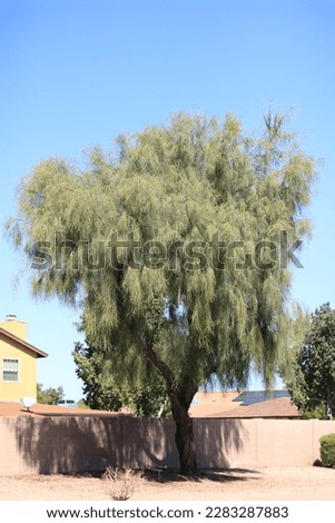 Acacia stenophylla or Shoestring Acacia desert tree with long leaves and drooping twigs accenting xeriscaped sidewalk of residential city road in Phoenix, Arizona